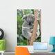 Koala Sleeping 