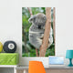 Koala Sleeping 