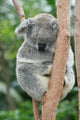 Koala Sleeping 