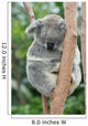 Koala Sleeping 