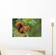 Red Squirrel in the Forest 