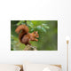 Red Squirrel in the Forest 