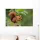Red Squirrel in the Forest 
