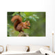 Red Squirrel in the Forest 