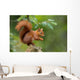 Red Squirrel in the Forest 