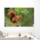 Red Squirrel in the Forest 