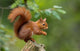 Red Squirrel in the Forest 