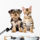 Purebred Bengal Kitten and Yorkshire Terrier Puppy. Isolated Wall Decal