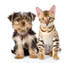 Purebred Bengal Kitten and Yorkshire Terrier Puppy. Isolated Wall Decal