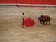 The Bull and Bullfighter 