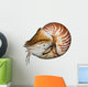 Chambered Nautilus (Nautilus pompilius) isolated on white Wall Decal