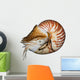 Chambered Nautilus (Nautilus pompilius) isolated on white Wall Decal