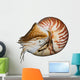 Chambered Nautilus (Nautilus pompilius) isolated on white Wall Decal
