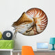 Chambered Nautilus (Nautilus pompilius) isolated on white Wall Decal