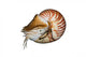 Chambered Nautilus (Nautilus pompilius) isolated on white Wall Decal