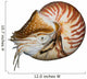 Chambered Nautilus (Nautilus pompilius) isolated on white Wall Decal