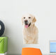 golden retriever dog sitting on isolated white Wall Decal