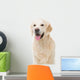 golden retriever dog sitting on isolated white Wall Decal