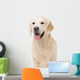 golden retriever dog sitting on isolated white Wall Decal