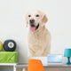 golden retriever dog sitting on isolated white Wall Decal