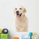golden retriever dog sitting on isolated white Wall Decal