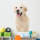 golden retriever dog sitting on isolated white Wall Decal