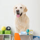 golden retriever dog sitting on isolated white Wall Decal