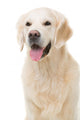 golden retriever dog sitting on isolated white Wall Decal