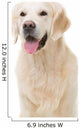 golden retriever dog sitting on isolated white Wall Decal