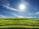 Green Field Wall Decal Design 3