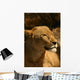Lion Wall Mural