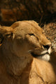 Lion Wall Mural