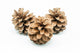Pinecones Wall Decal