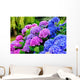 Hydrangeas in a Garden Wall Mural
