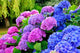 Hydrangeas in a Garden Wall Mural
