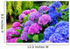 Hydrangeas in a Garden Wall Mural