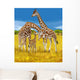 Giraffes 