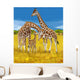 Giraffes 
