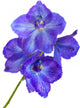 delphinium Wall Decal