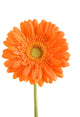 orange flower Wall Decal