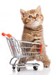 British Cat With Shopping Cart 