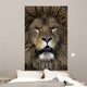 Barbary lion, Panthera leo leo Wall Mural