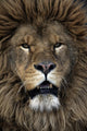 Barbary lion, Panthera leo leo Wall Mural