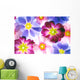 colorful primula flowers to be used as background 