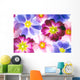 colorful primula flowers to be used as background 