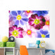 colorful primula flowers to be used as background 