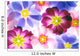 colorful primula flowers to be used as background 
