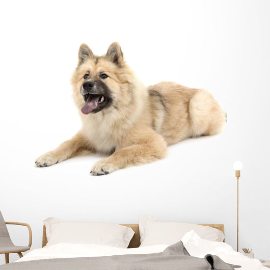 Eurasier Wall Decal