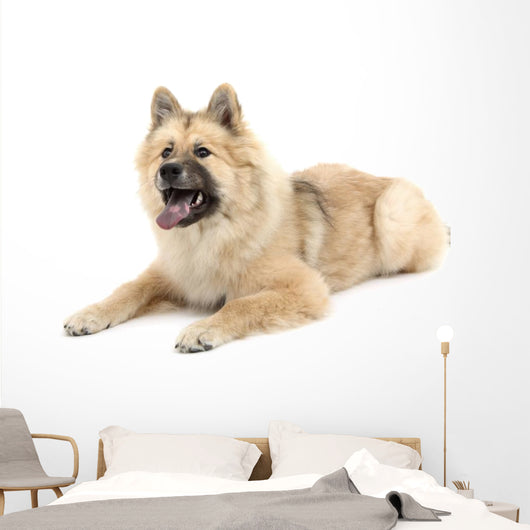 Eurasier Wall Decal