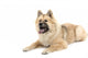 Eurasier Wall Decal